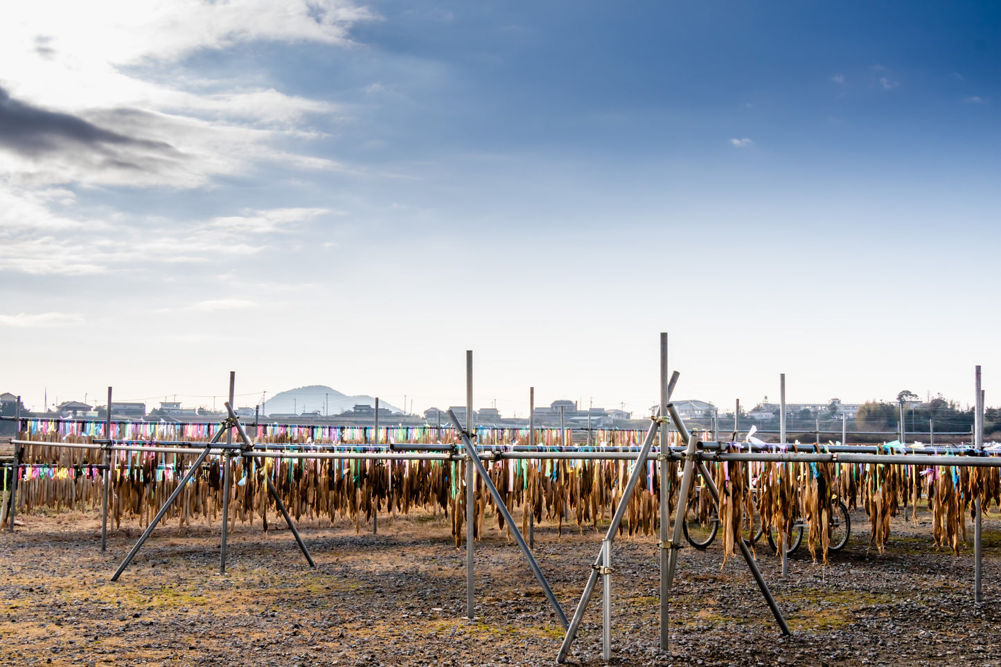 山口特産 寒漬 唐辛子入り